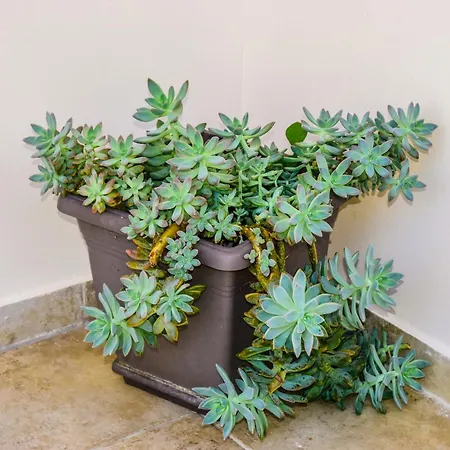Apartment Hidden Garden Deluxe