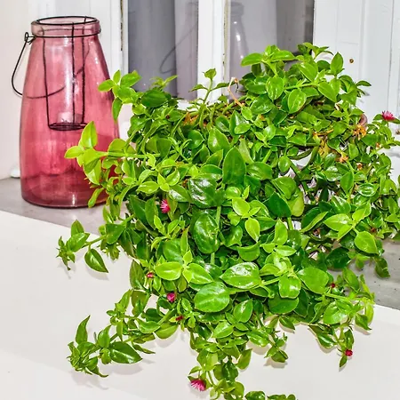 Hidden Garden Deluxe Daire