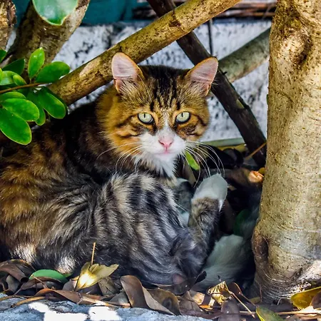 Hidden Garden Deluxe * Skiathos