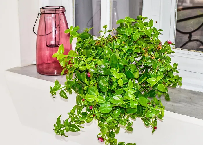 Hidden Garden Deluxe Apartamento