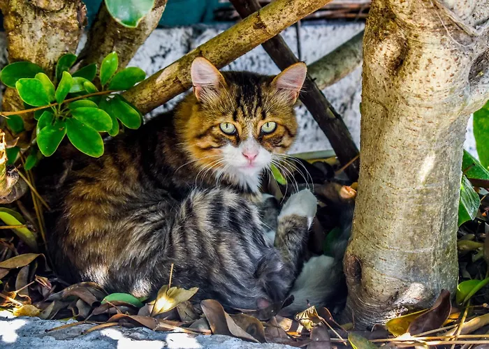 Hidden Garden Deluxe * Skiathos